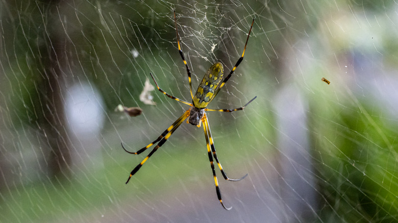 Joro spider in its web
