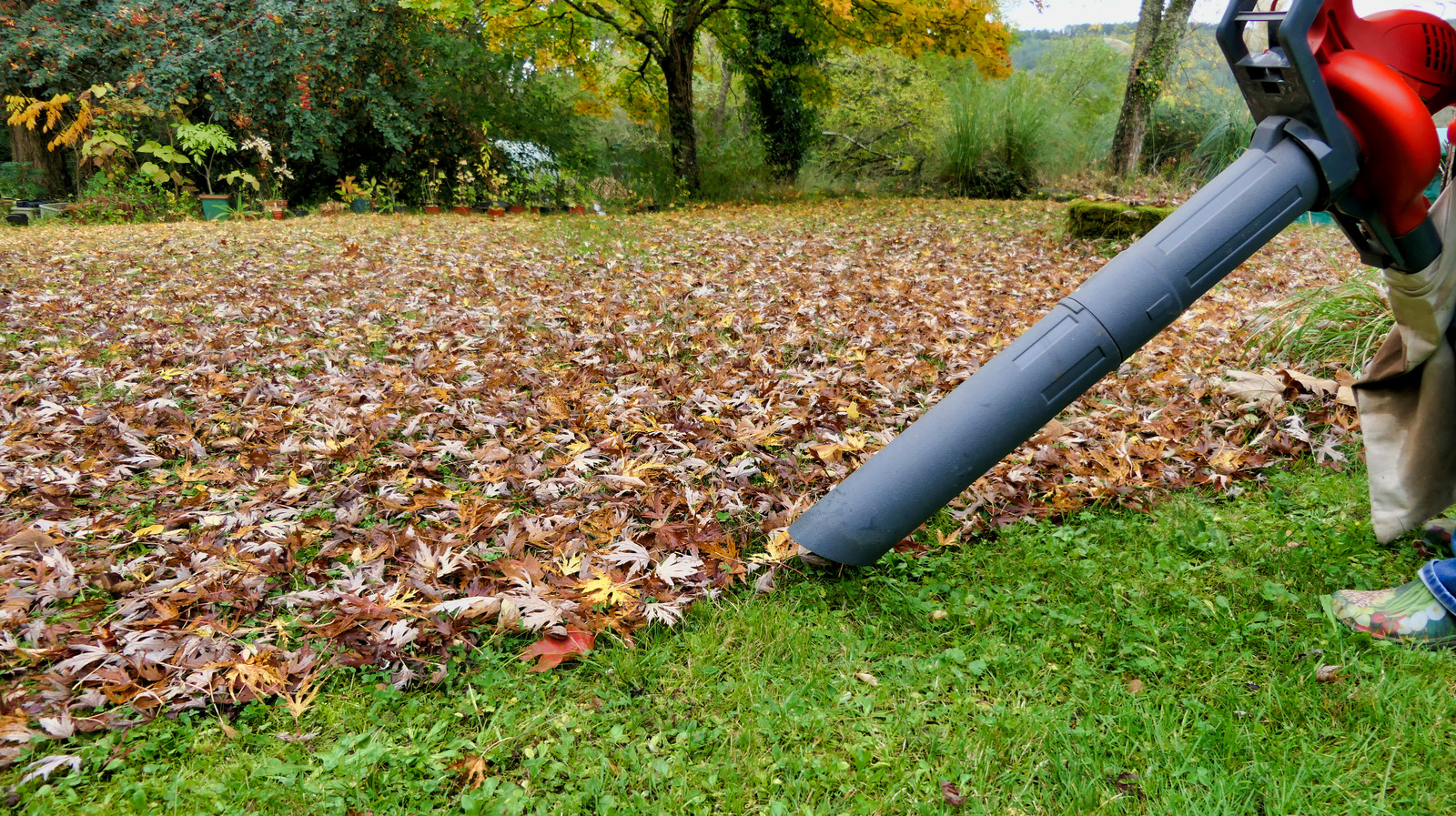 What Is A Lawn Vacuum And How Can It Help Improve Your Lawn?