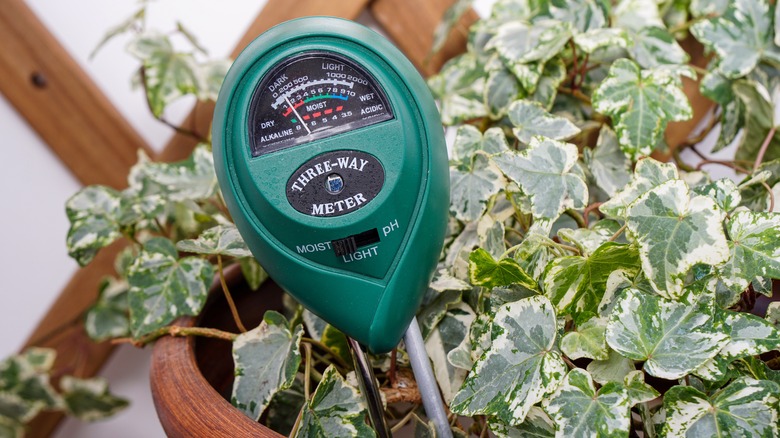 Houseplant with moisture meter