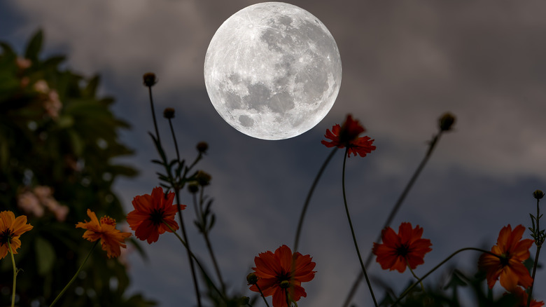 Full moon over flowers