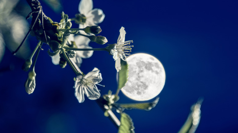 cherry blossoms under a full moon