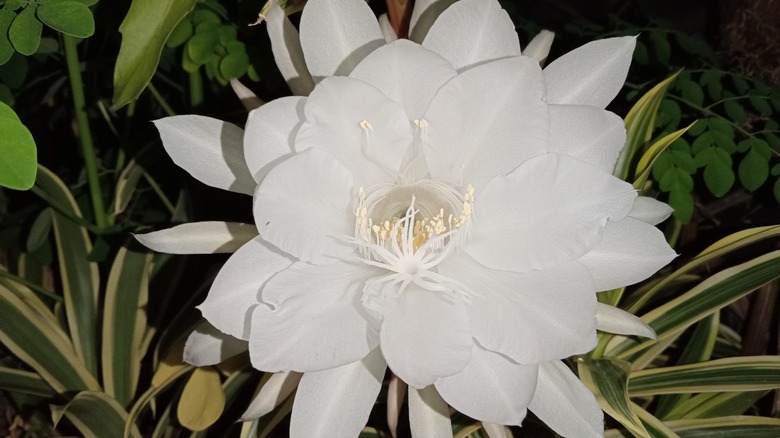 tuberose in bloom