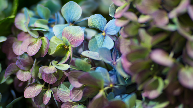 Lilac and blue pistachio hydrangea