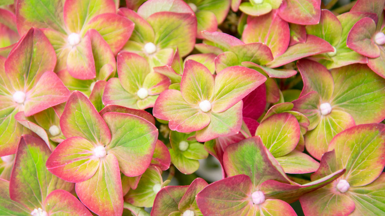 Pink flowers from pistachio hydrangea 