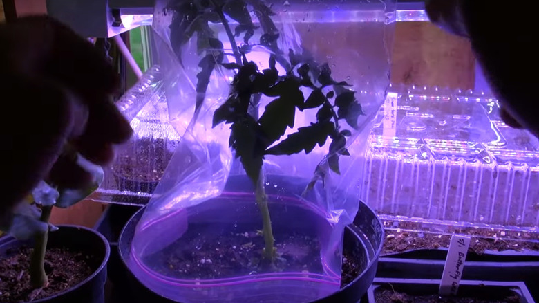 A plastic bag covers a tomato scion grafted to a potato rootstock.