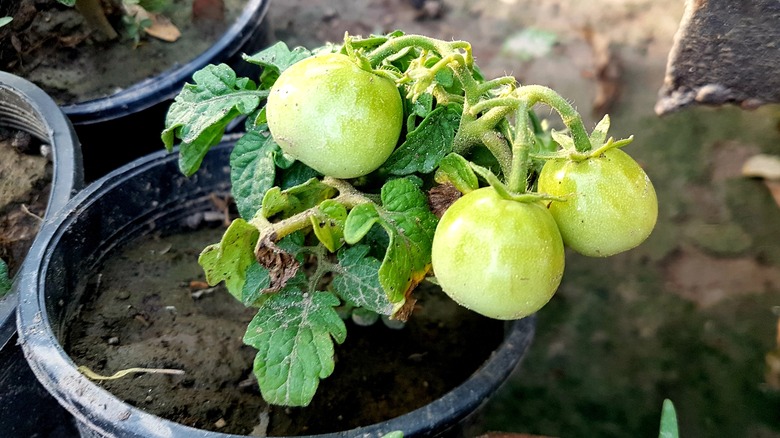 Green tomatoes grow on potted pomato plants.