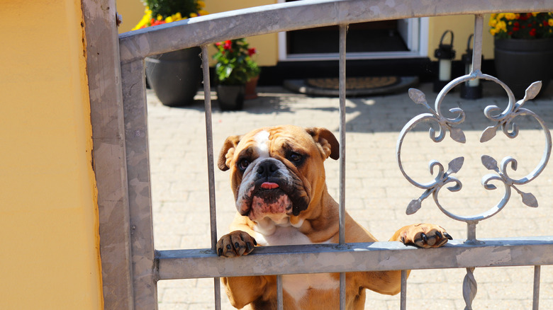 A dog with its head sticking through fence rails