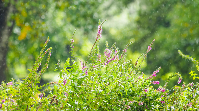 Purple flowers in rain