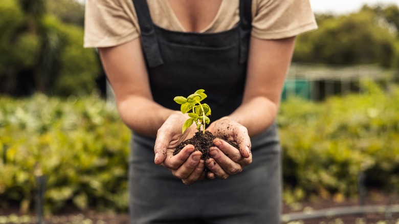 Person holding plant