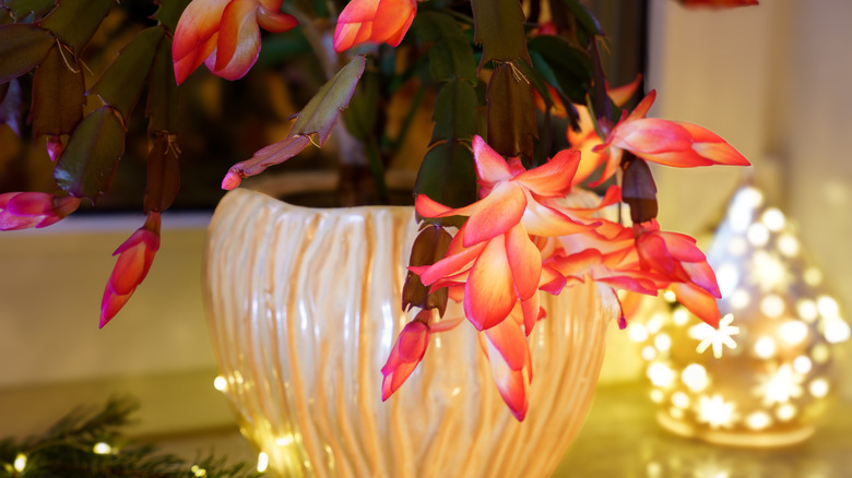 A bright red Thanksgiving cactus is displayed in a home next to evergreen boughs and festive white table lights