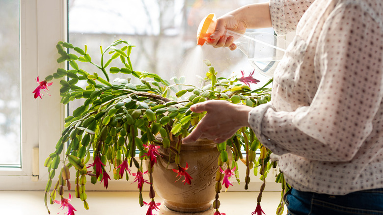 A person sprays a potted Thansgiving cactus with water in a windowsill garden