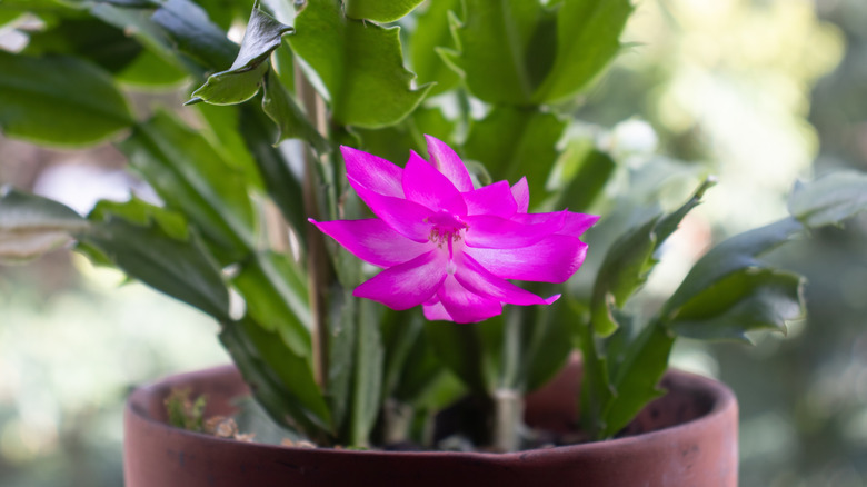 A Thanksgiving cactus with a bright purple flower is pictured growing in a pot, with a blurred outdoor background
