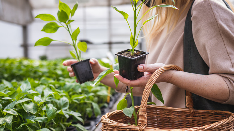 Woman shopping for vegetable plants in nursery