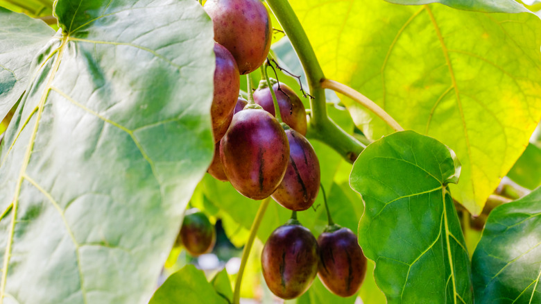 Tamarillo fruits grow on a tree tomato plant