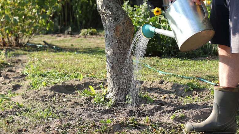 person watering tree