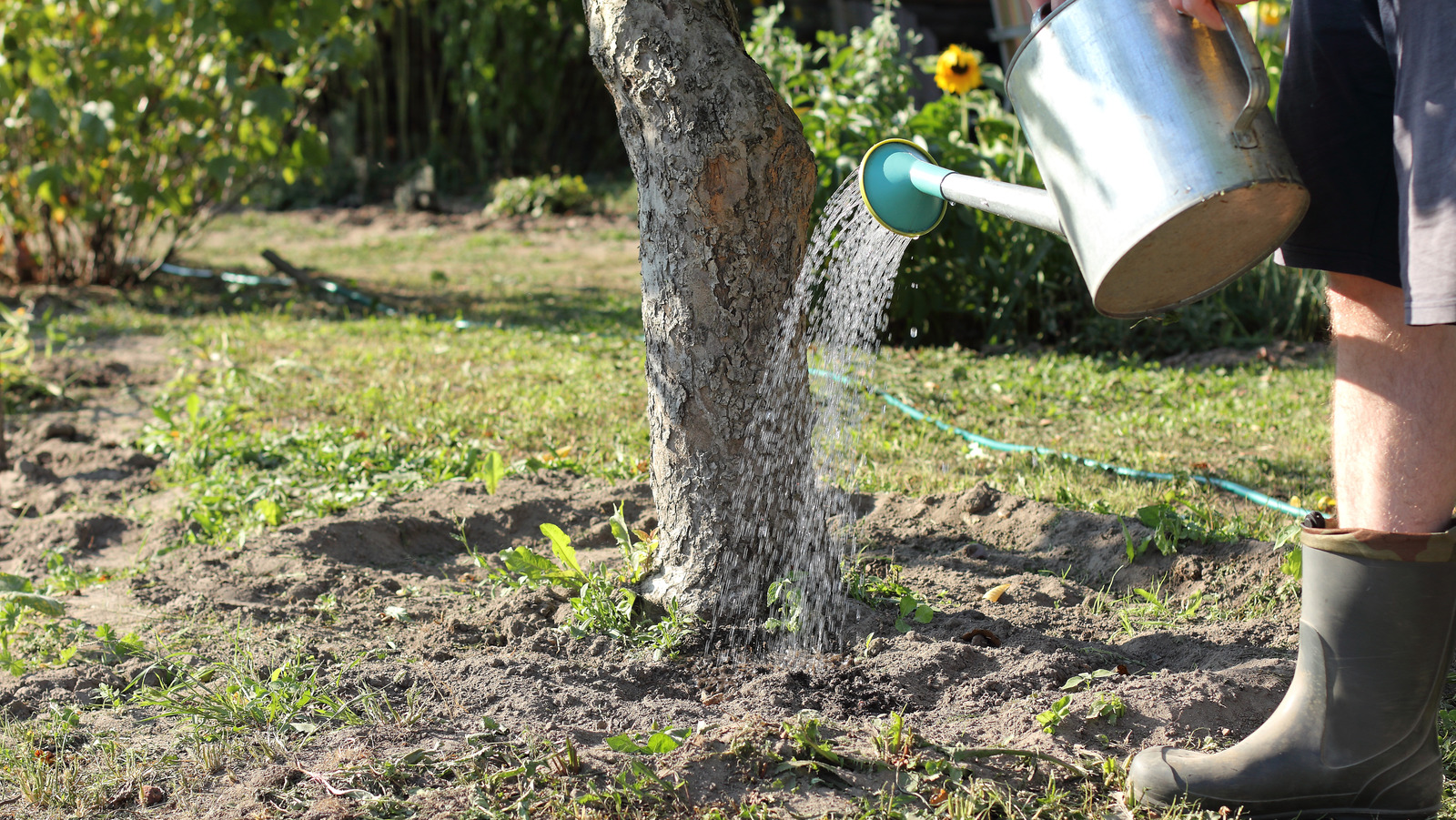 What Is A Tree's Drip Line, And Why It Is Important In Landscaping?