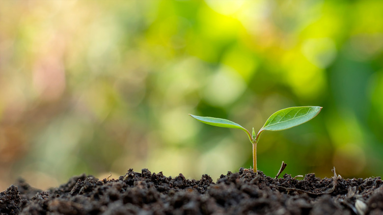 Seedling in dirt