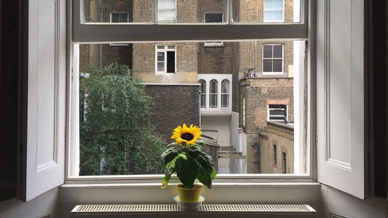 Potted sunflower in sash window