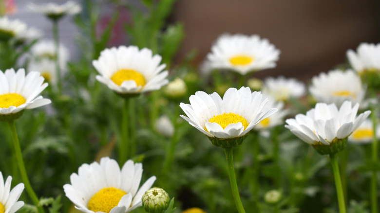White and yellow daisies in garden