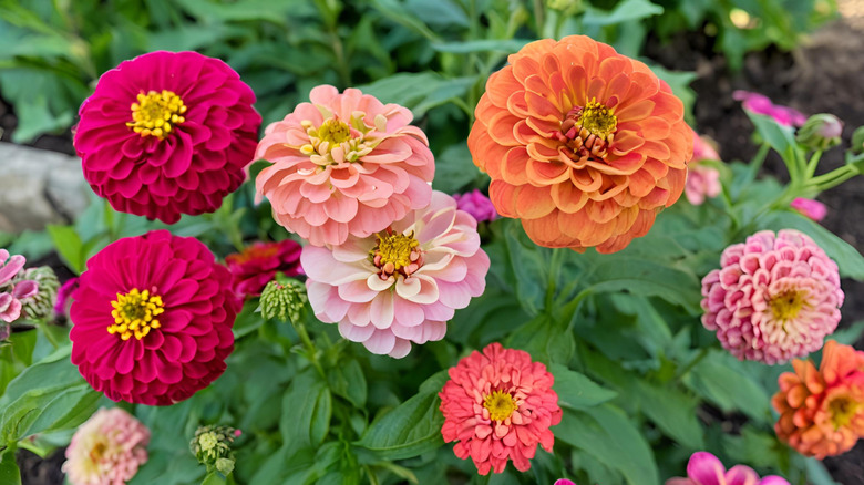 Various colors of zinnias in a garden