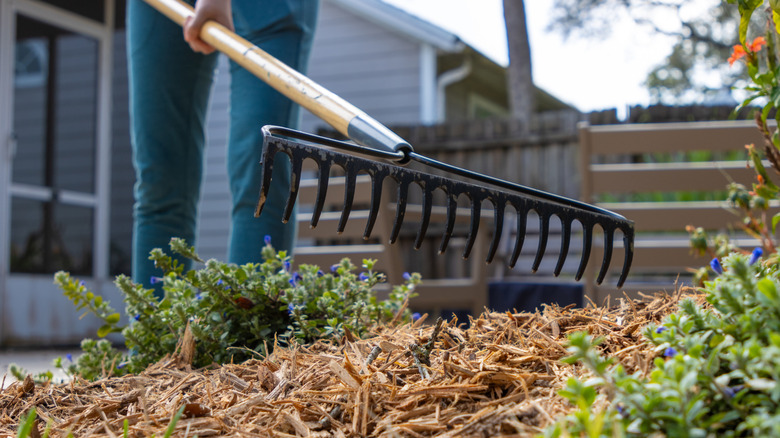 Person in jeans raking mulch in a garden or yard