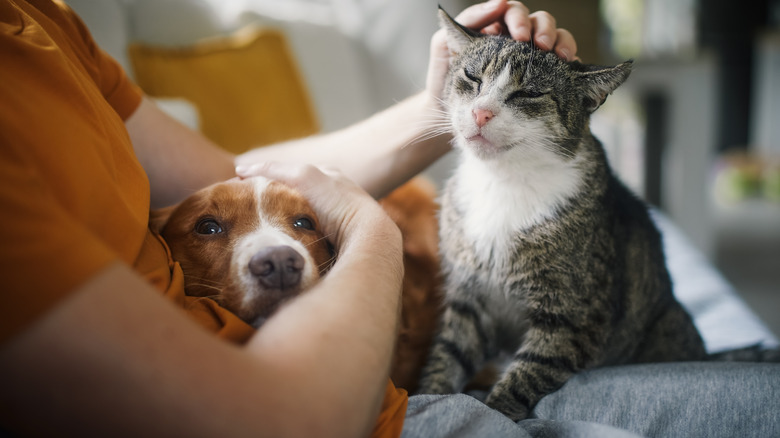 person sitting on a sofa petting a cat and dog