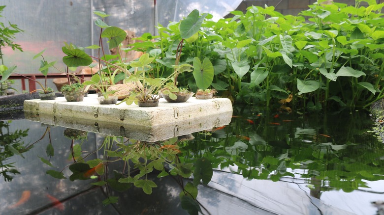 Sustainable aquaponic vegetable garden