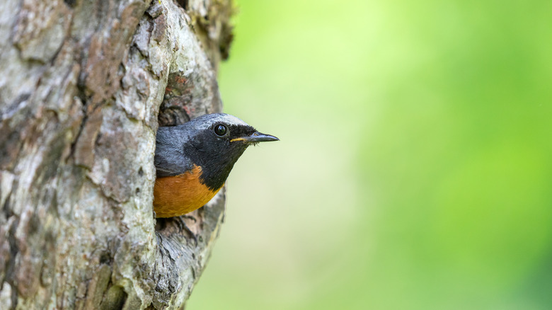 bird in tree