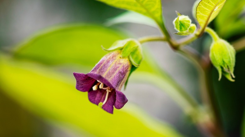 Close up of belladonna flower