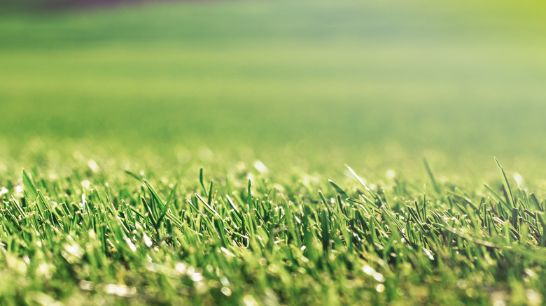 Close up of bentgrass in a lawn