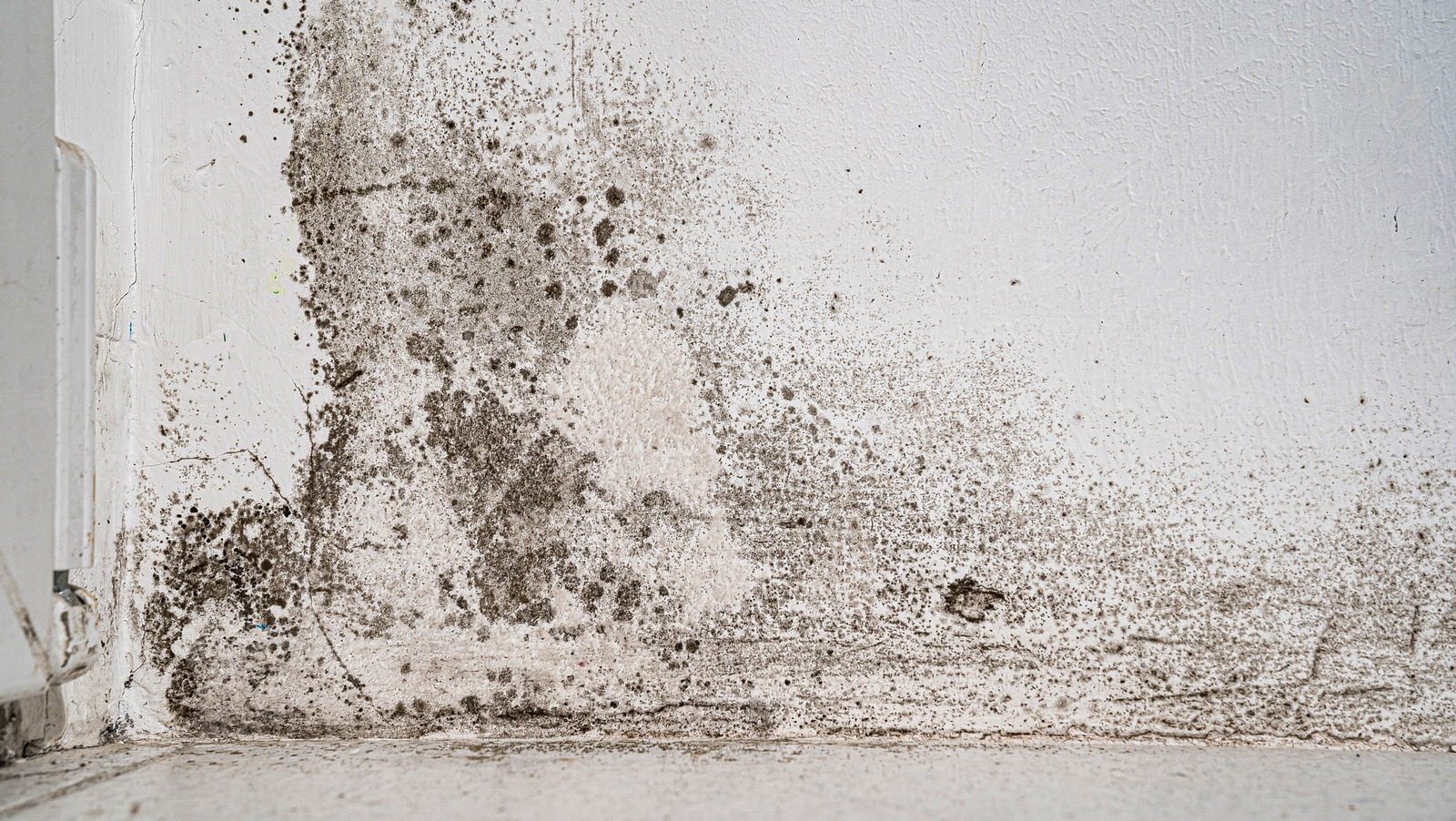 How Dangerous is Black Mold and What Can it Do to You?