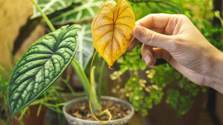 Hand holding large yellowing leaf