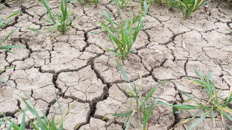 dry cracked bleached soil plants