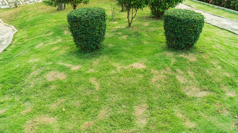 Lawn with brown patches
