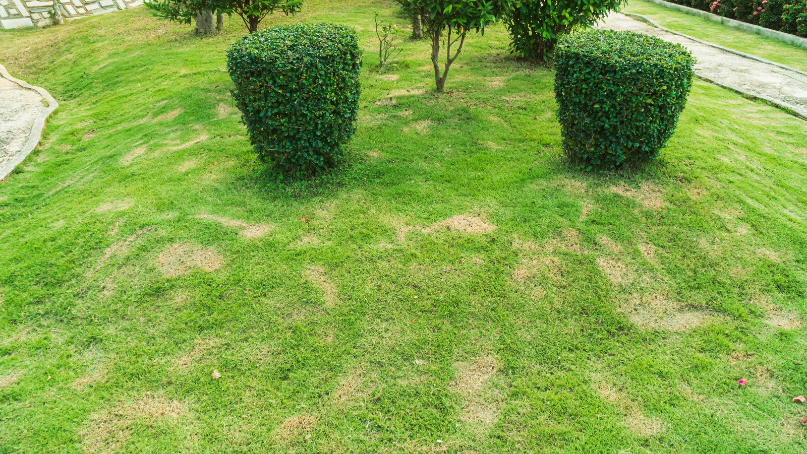 What Is Brown Patch Lawn Disease And How Do You Treat It?
