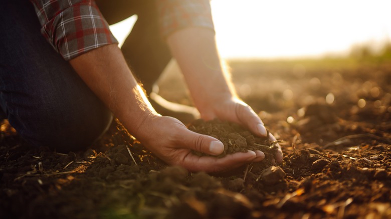 Man holding dirt in hands outside