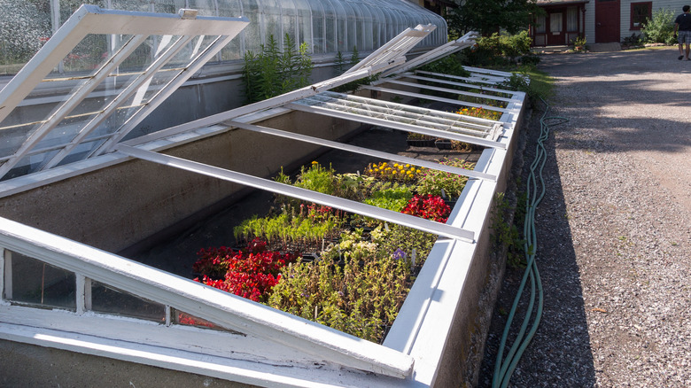 cold frame gardening