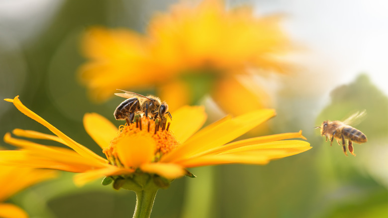 honeybees on flower