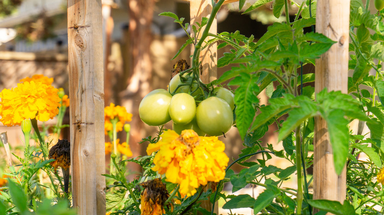 Marigolds companion planted with tomatoes