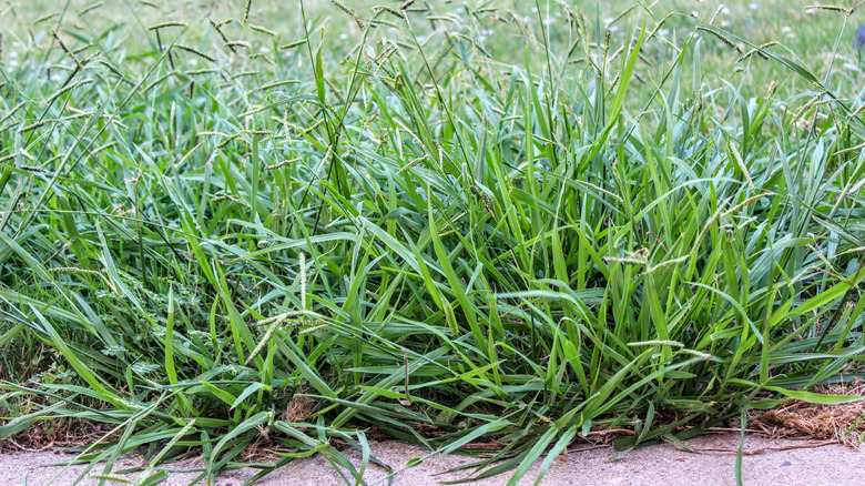 crabgrass in field