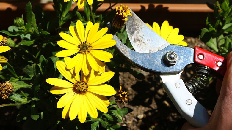 Gardener deadheading flowers