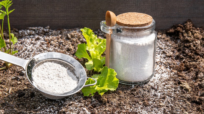 Jar and sieve of diatomaceous earth on soil