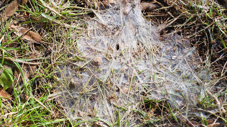 grass covered with fungus mycelium