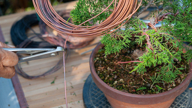 Person adding copper wire to plant