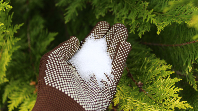 epsom salt in gardener's hand