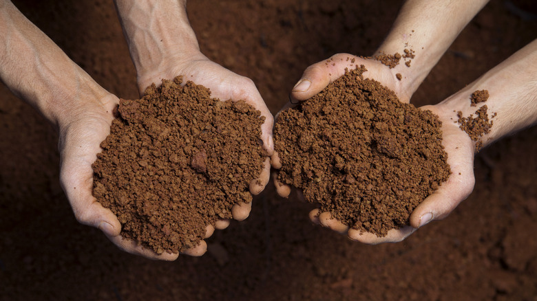 Cupped hands holding soil 