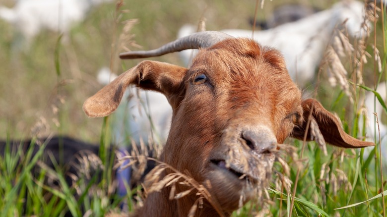 Goat munching on vegetation 