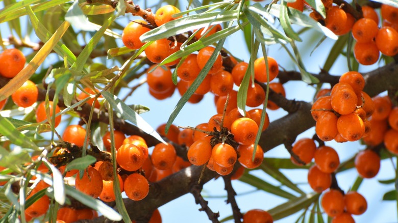 Invasive buckthorn plant 