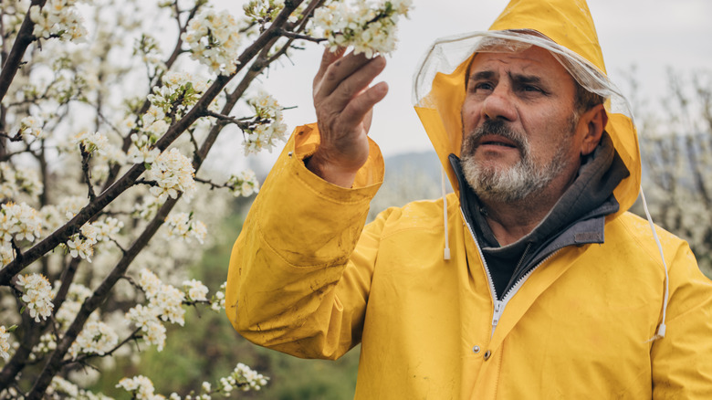 Man examining pear blossoms