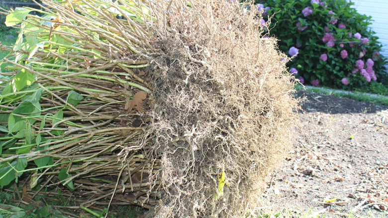 large hydrangea dug up showing roots